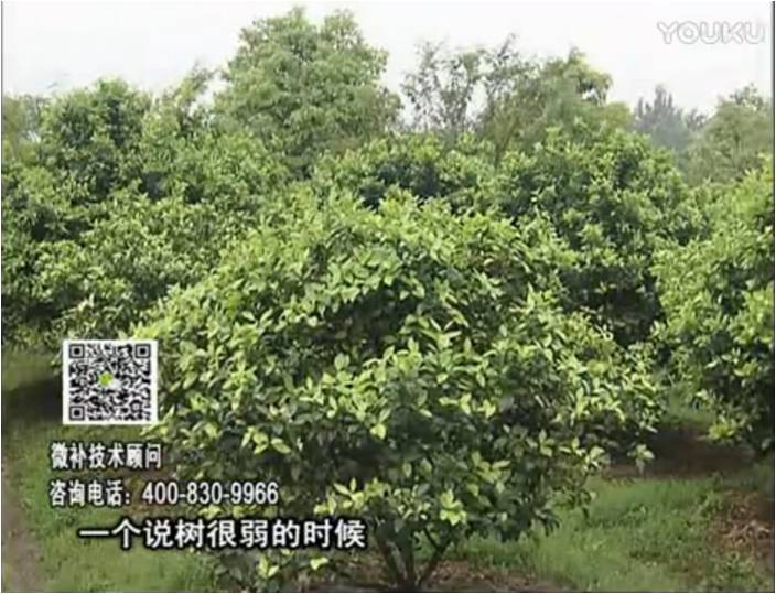 20170206珠江臺搖錢(qián)樹(shù)：柑橘用微補方案，壯樹(shù)促花壯花好