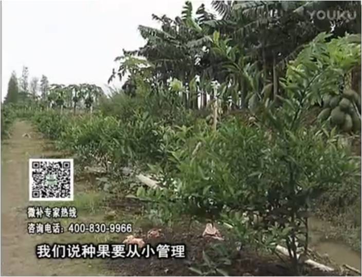 20170213珠江臺搖錢(qián)樹(shù)：柑橘小樹(shù)用微補方案，促根保樹(shù)好
