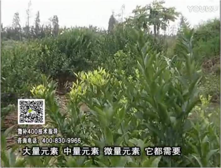 珠江臺搖錢(qián)樹(shù)：柑橘?lài)娛┪⒀a花力+硼力，補充鋅硼健壯來(lái)花，利坐果