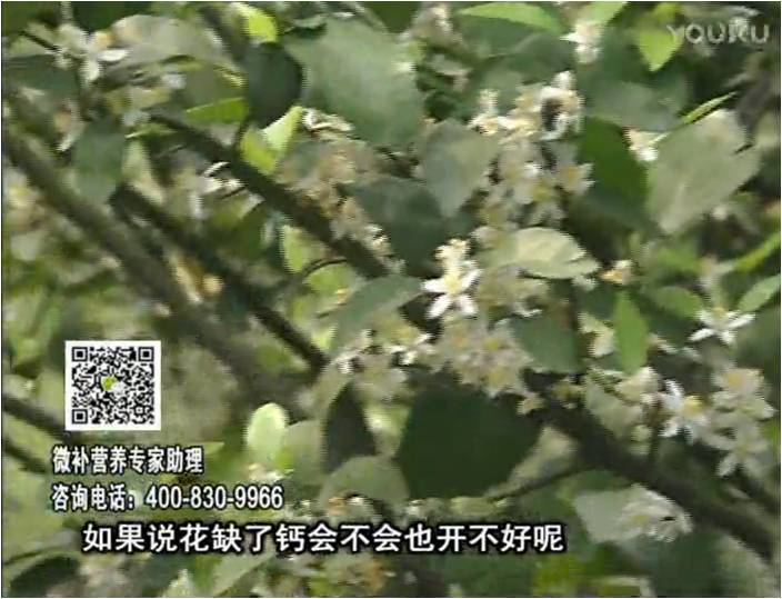 珠江臺搖錢(qián)樹(shù)：柑橘淋微補根力鈣+精力，促根壯春梢，花壯利坐果