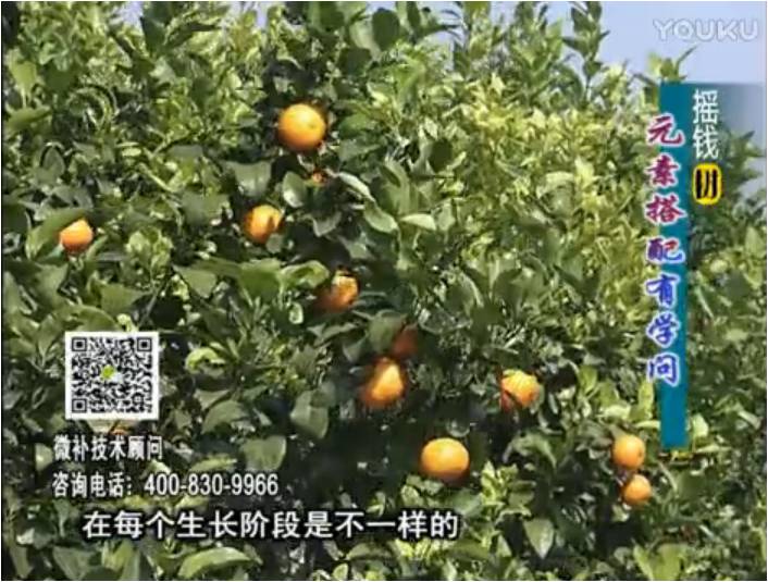 20170306珠江臺搖錢(qián)樹(shù)：柑橘淋沖微補方案，針對不同需求正確補充元素，平衡營(yíng)養健壯長(cháng)