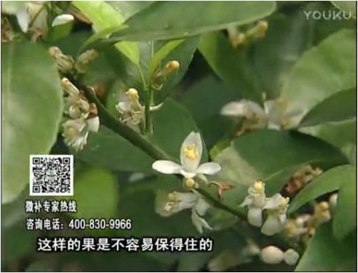 20170313珠江臺搖錢(qián)樹(shù)：柑橘淋沖微補根力鈣+精力，噴微補花力+硼力，來(lái)花健壯，預防減少弱花畸形花