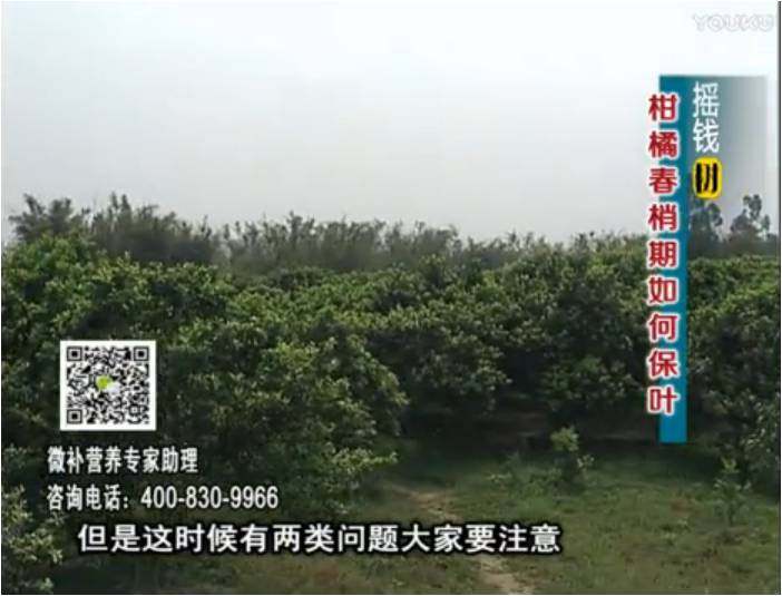 20170327珠江臺搖錢(qián)樹(shù)：柑橘預防春梢不轉綠，撒微補倍力、淋沖力鎂