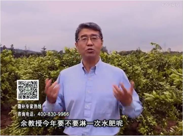 20170424珠江臺搖錢(qián)樹(shù)：柑橘樹(shù)弱保果難度大，淋沖微補根力鈣+精力+精華粉，保樹(shù)保果好