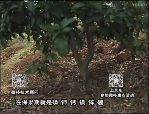 20170417珠江臺搖錢(qián)樹(shù)：柑橘?lài)娛┪⒀a果力+硼力+精華粉，保果好，果青綠