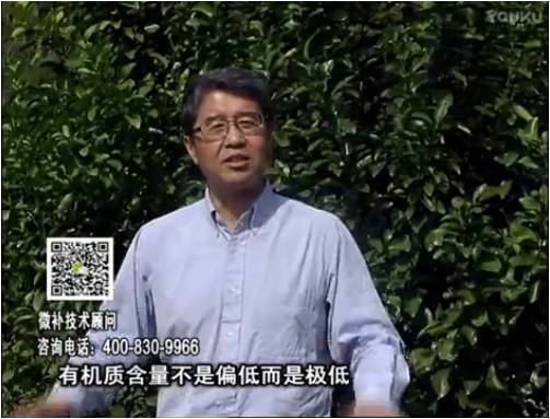 20170327珠江臺搖錢(qián)樹(shù)：撒施因迪樂(lè )有機肥、用因迪樂(lè )有機精華粉，調酸增加果地有機質(zhì)