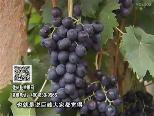 20170501珠江臺搖錢樹：葡萄用微補方案，品質高，賣價好