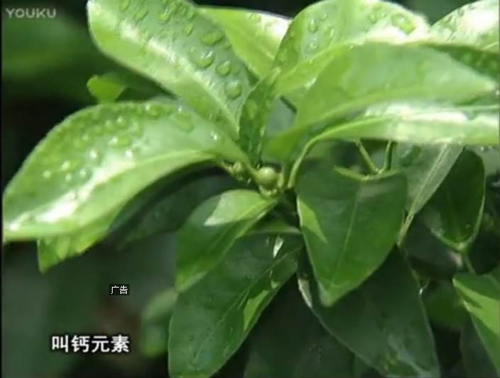 20170508珠江臺搖錢(qián)樹(shù)：柑橘澆施微補根力鈣，補鈣，促根健壯長(cháng)勢