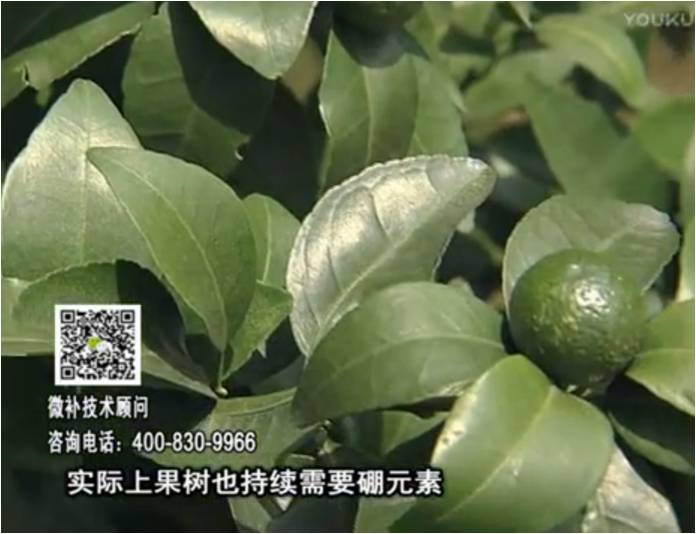 20170529珠江臺搖錢(qián)樹(shù)：貢柑蜜柚噴施微補蓋力+硼力，預防減少缺硼鈣裂果