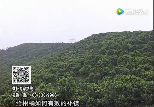 20170522珠江臺搖錢(qián)樹(shù)：柑橘落果黃葉是缺鎂？