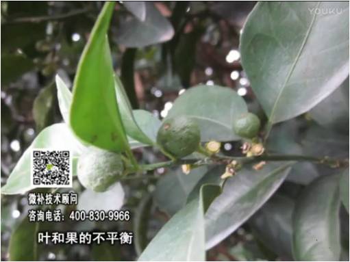 20170501珠江臺搖錢(qián)樹(shù)：柑橘?lài)娛┪⒀a果力+碧力、淋根力鈣+沖力鎂，穩果少落果，促根壯長(cháng)勢
