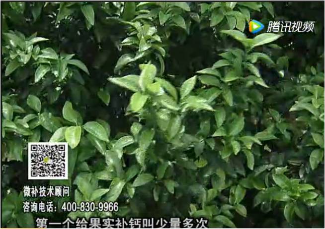 20170605珠江臺搖錢(qián)樹(shù)：柑橘果實(shí)補鈣如何做？