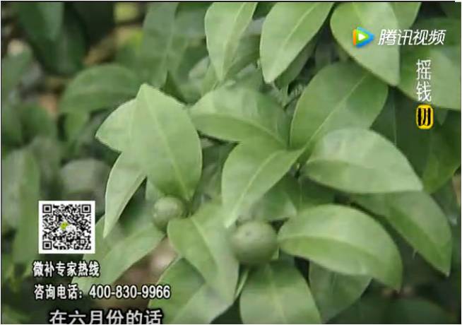 珠江臺搖錢(qián)樹(shù)：柑橘樹(shù)如何調酸保葉？