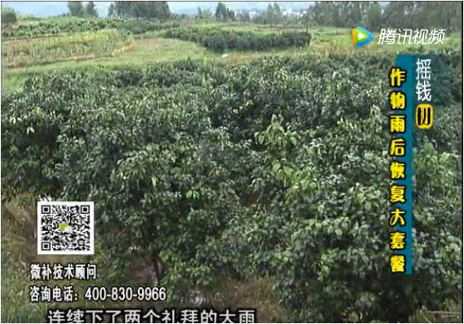 20170626珠江臺搖錢(qián)樹(shù)：果樹(shù)蔬菜長(cháng)勢弱落果？