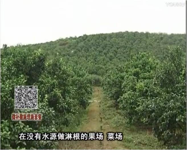20170703珠江臺搖錢(qián)樹(shù)：雨水多樹(shù)勢弱，撒施因迪樂(lè )調酸促根壯長(cháng)勢
