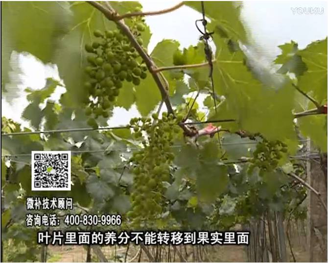 20170717珠江臺搖錢(qián)樹(shù)：果實(shí)補鈣充足，噴施螯合鈣+精華液+保葉素，品質(zhì)高、耐存儲