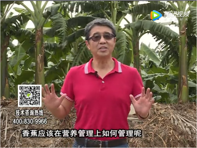 20171127珠江臺搖錢樹：香蕉如何減少黃葉保根壯樹