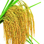 水稻小麥營養方案