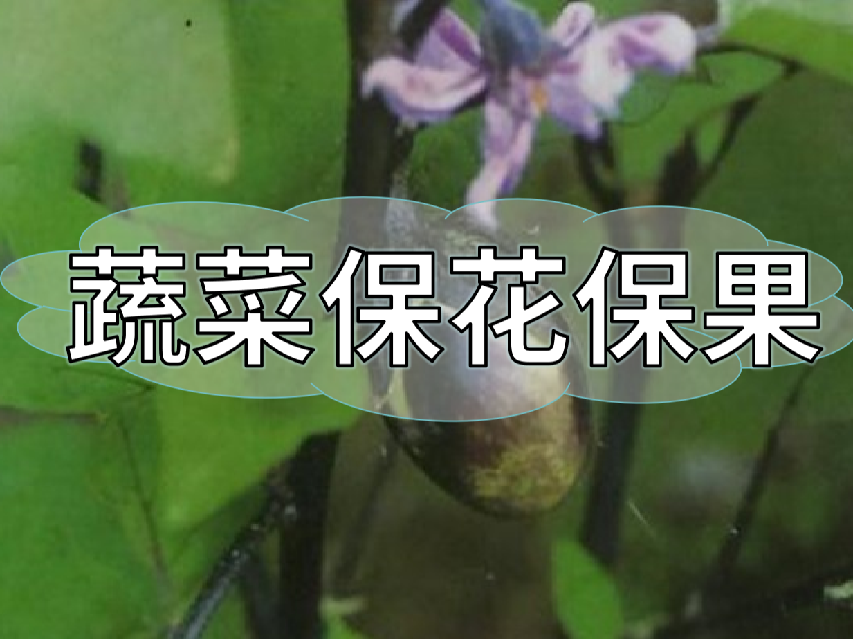 蔬菜高溫花少坐果少，一套方案促花保果