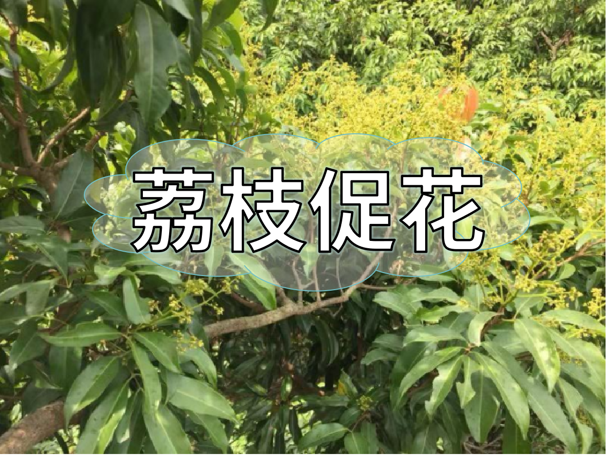 荔枝控梢期，做好促花工作，來(lái)年高產(chǎn)有基礎