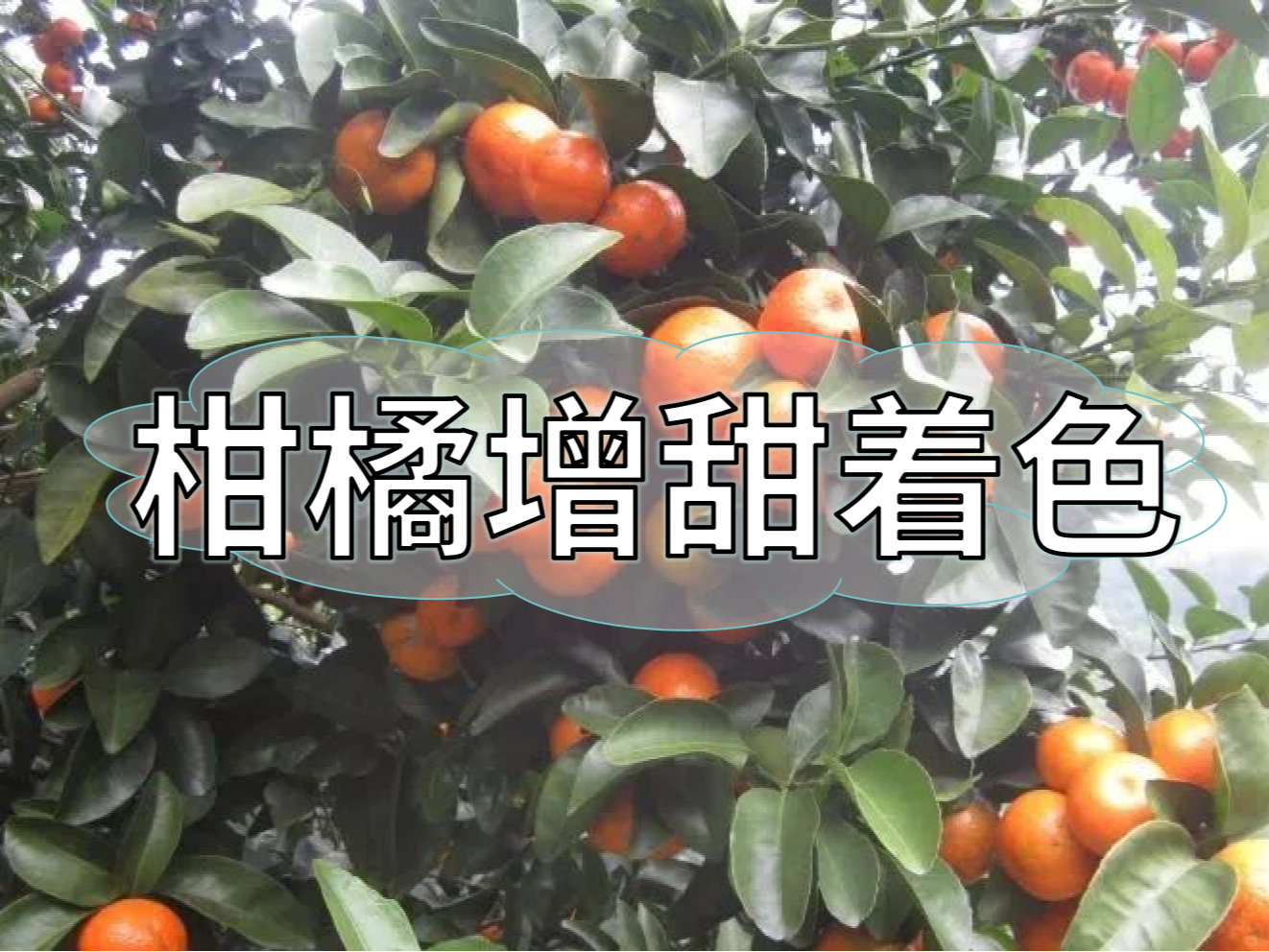 柑橘增甜和轉色，到底和什么有關(guān)