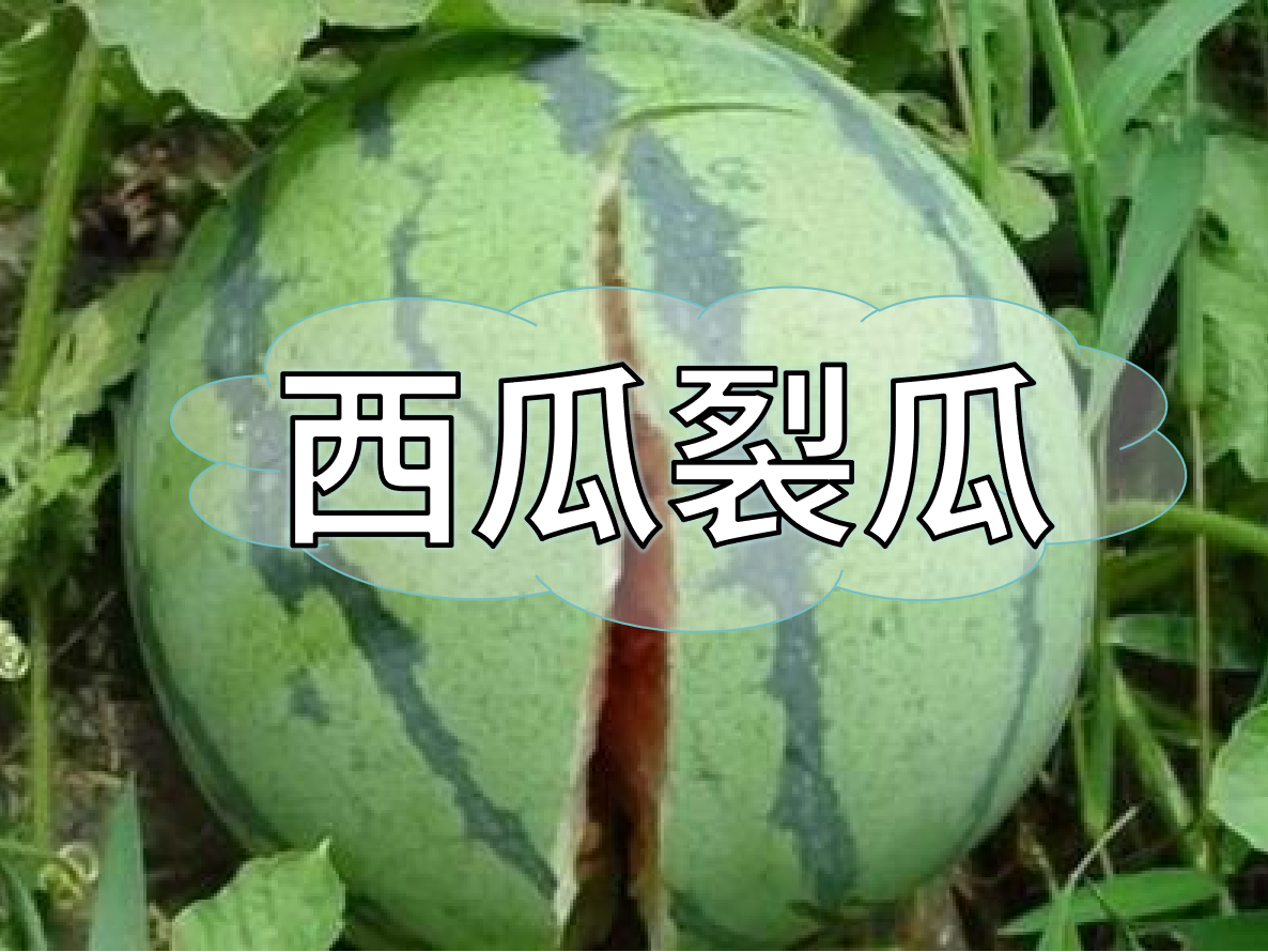 西瓜裂瓜致低產(chǎn)，這樣做，輕松解決問(wèn)題！
