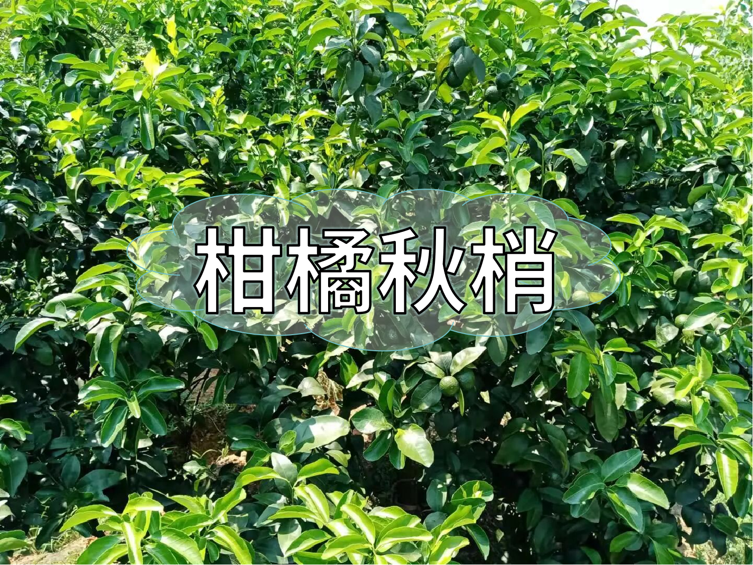 柑橘秋梢期的管理要點(diǎn)