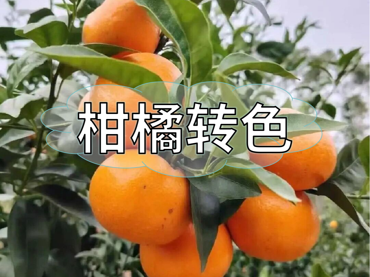 柑橘果靚價(jià)更高，這樣做著(zhù)色<i style='color:red'>增甜</i>一步到位