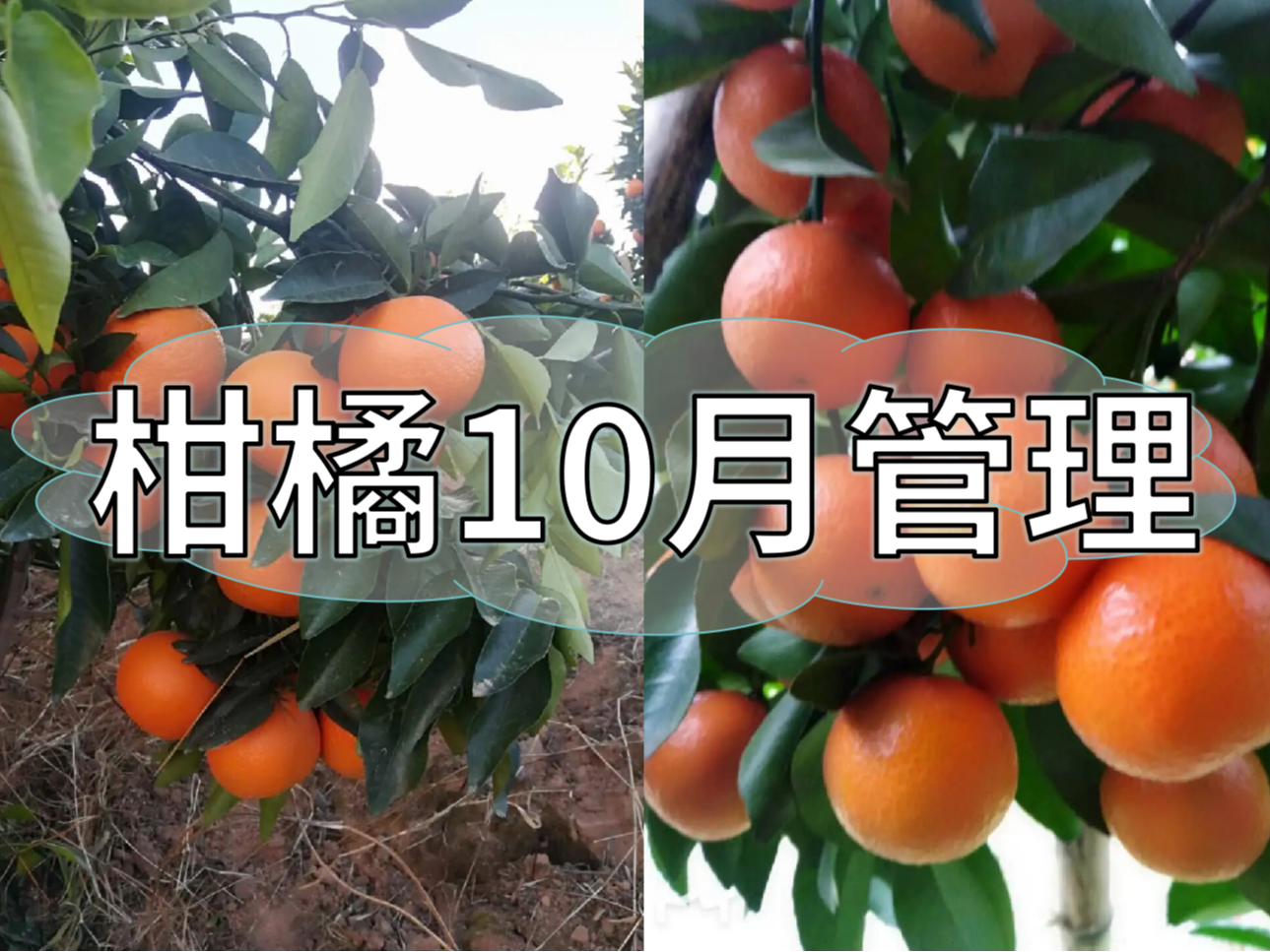 柑橘10月管理指南，助力品質(zhì)柑橘