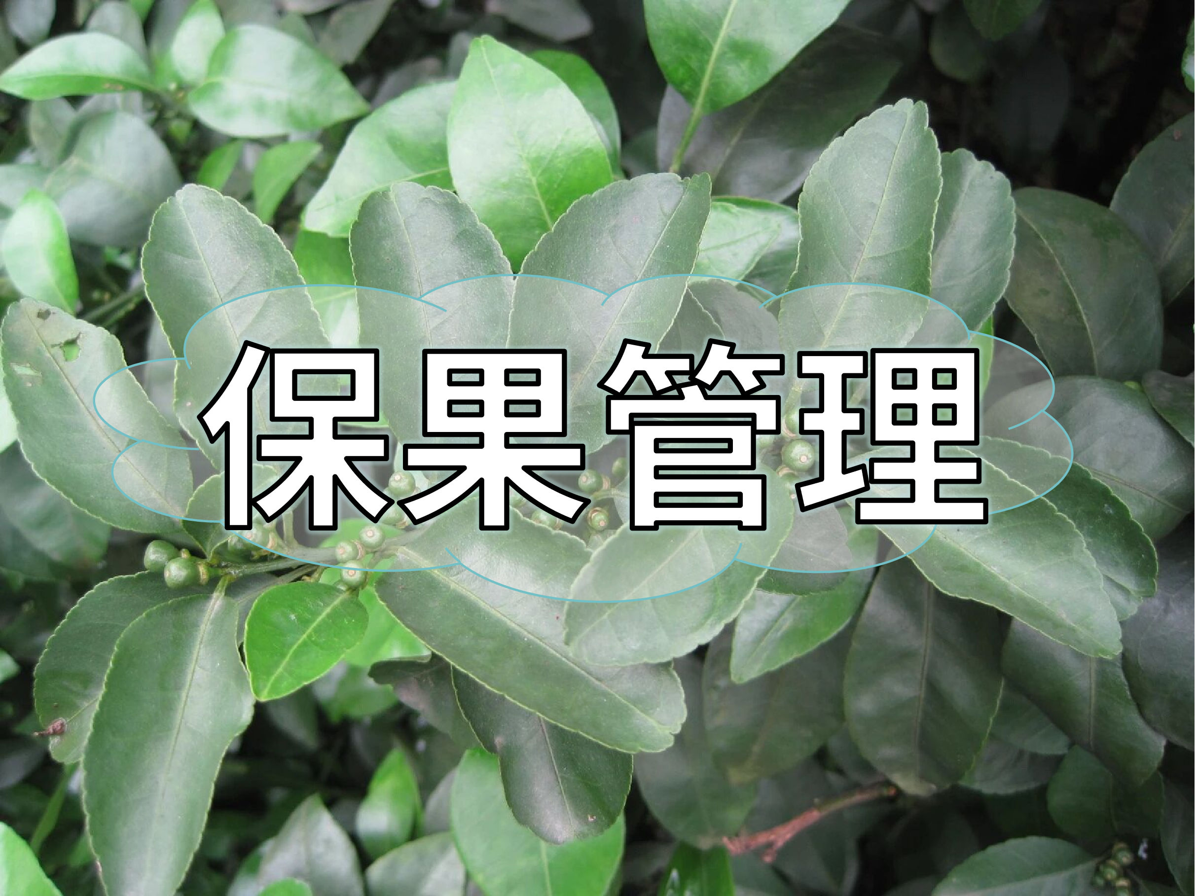 今年保果用什么？這樣搭配更省錢有效