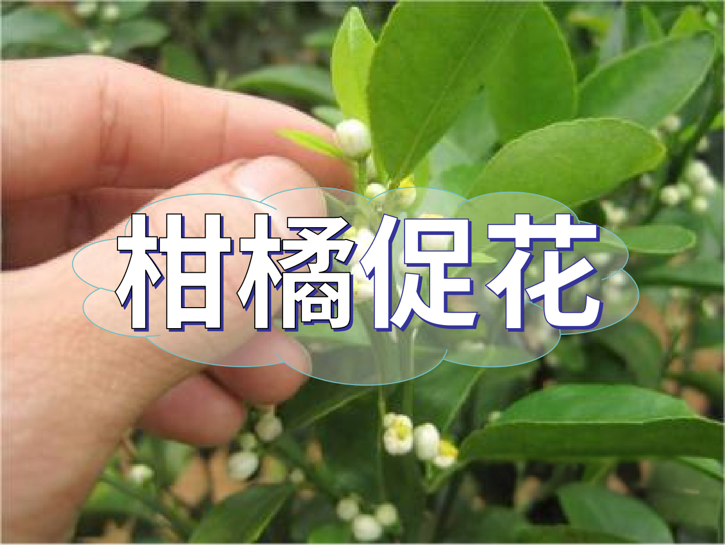 到了<i style='color:red'>柑橘秋梢</i>期，什么時(shí)候促花？