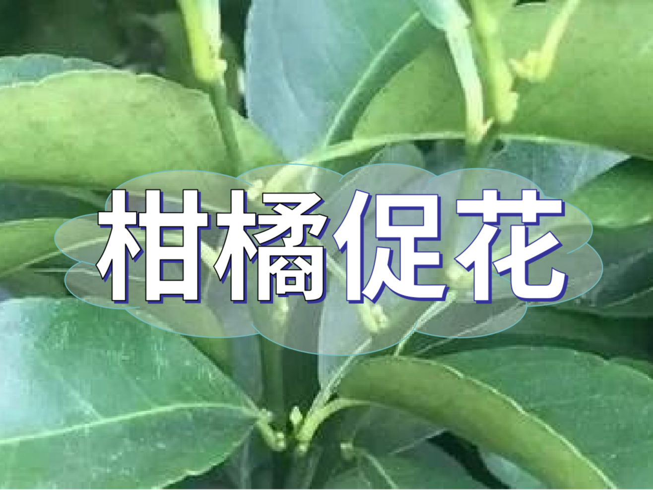 柑橘來(lái)年開(kāi)花多花健壯，這個(gè)促花方案必加上
