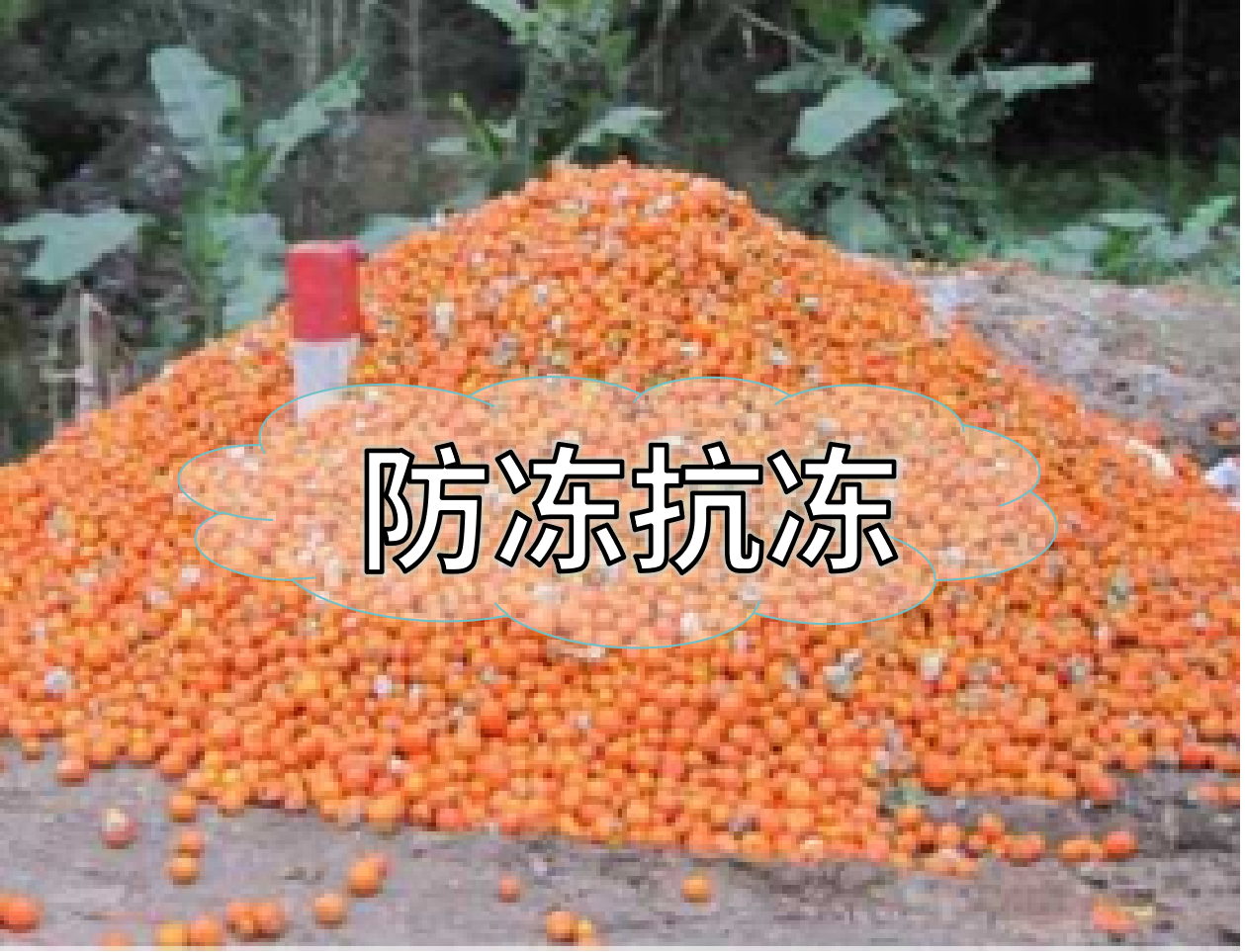 抗凍營(yíng)養提前積累，今年抗凍不愁