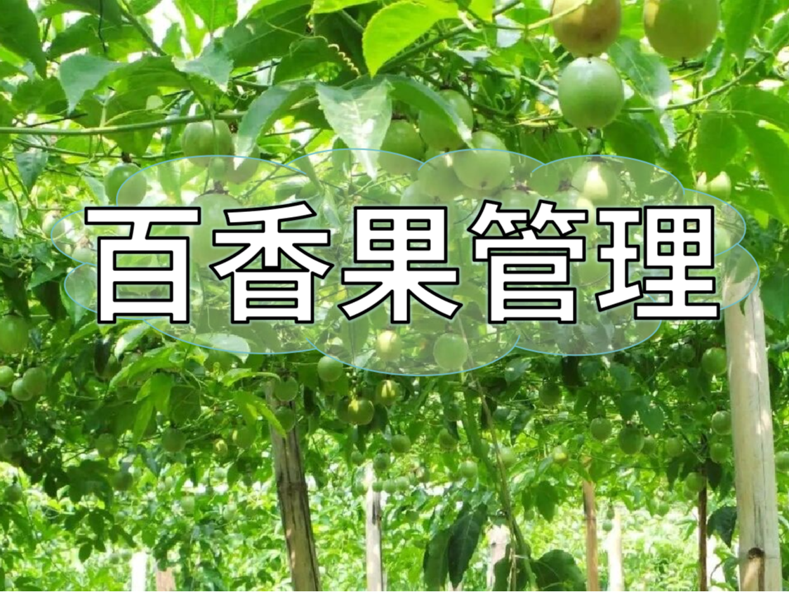 百香果施肥管理看這篇就夠了！優(yōu)產(chǎn)高產(chǎn)必備