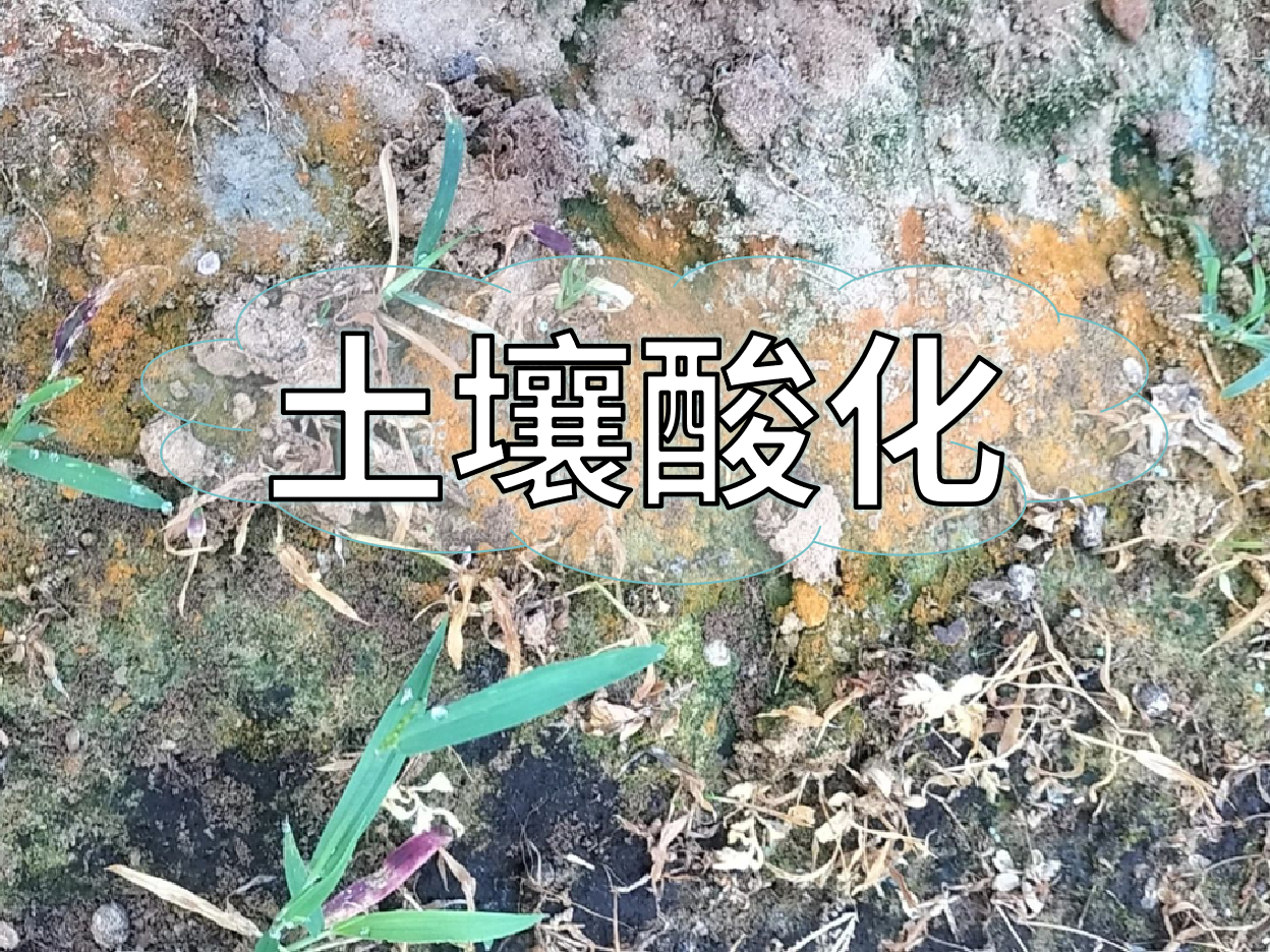 <i style='color:red'>土壤酸化</i>柑橘樹(shù)變黃，教你一招快速調酸防黃化