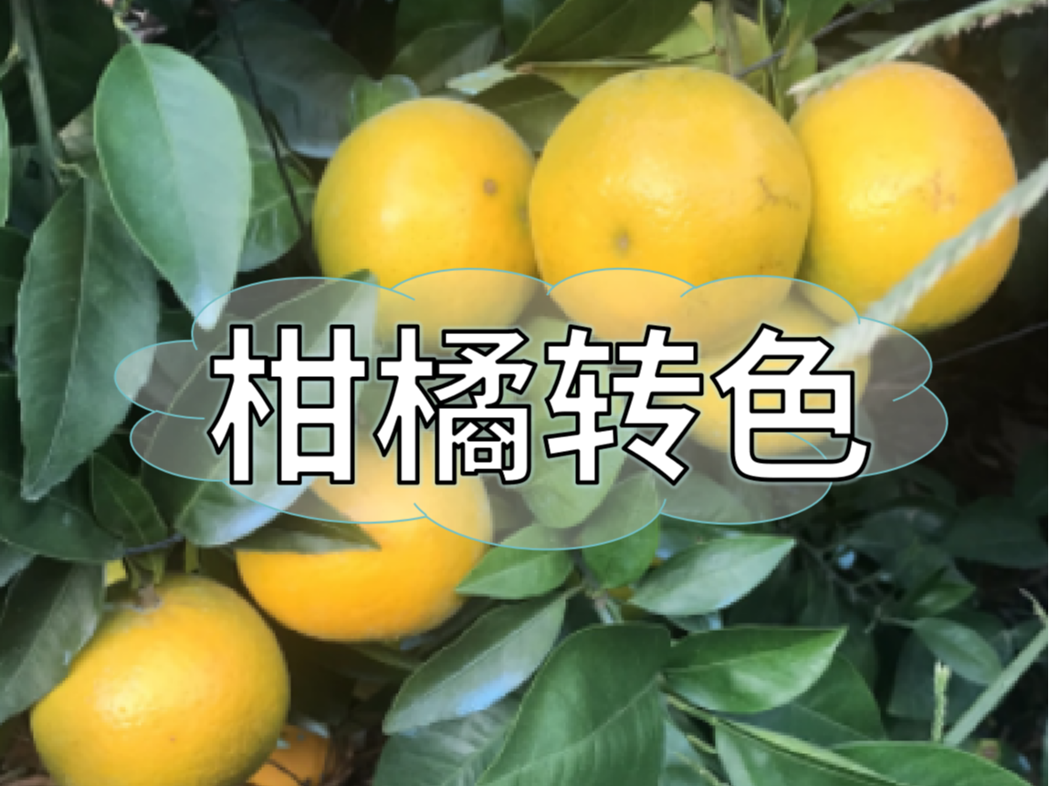 柑橘著(zhù)色不理想，沖刺品質(zhì)果要抓緊了！