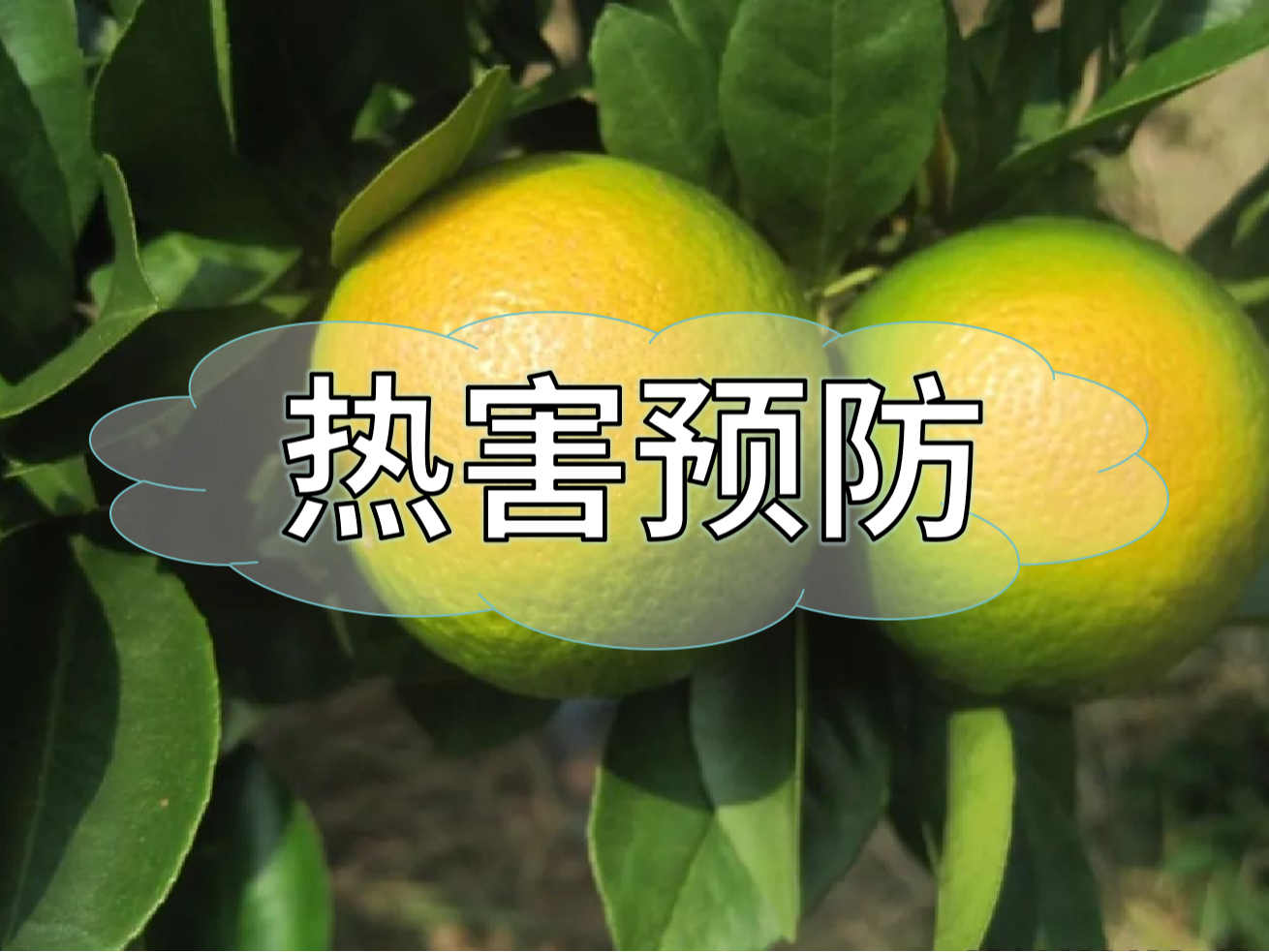 高溫熱害農業(yè)生產(chǎn)的 "隱形殺手"，熱害防御指南