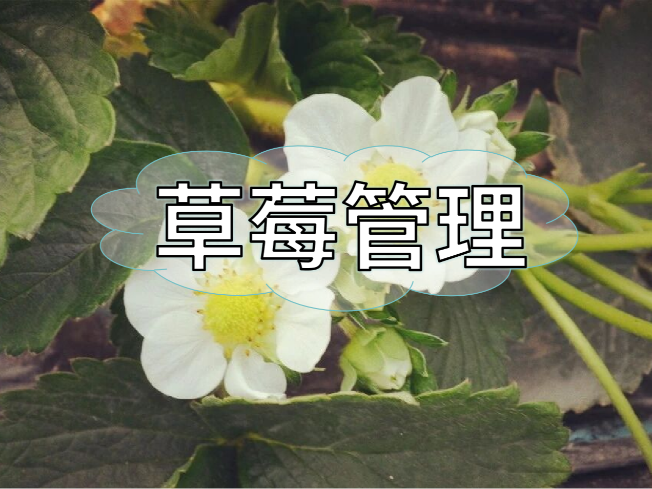 草莓這些做好，優(yōu)產(chǎn)增收不愁！