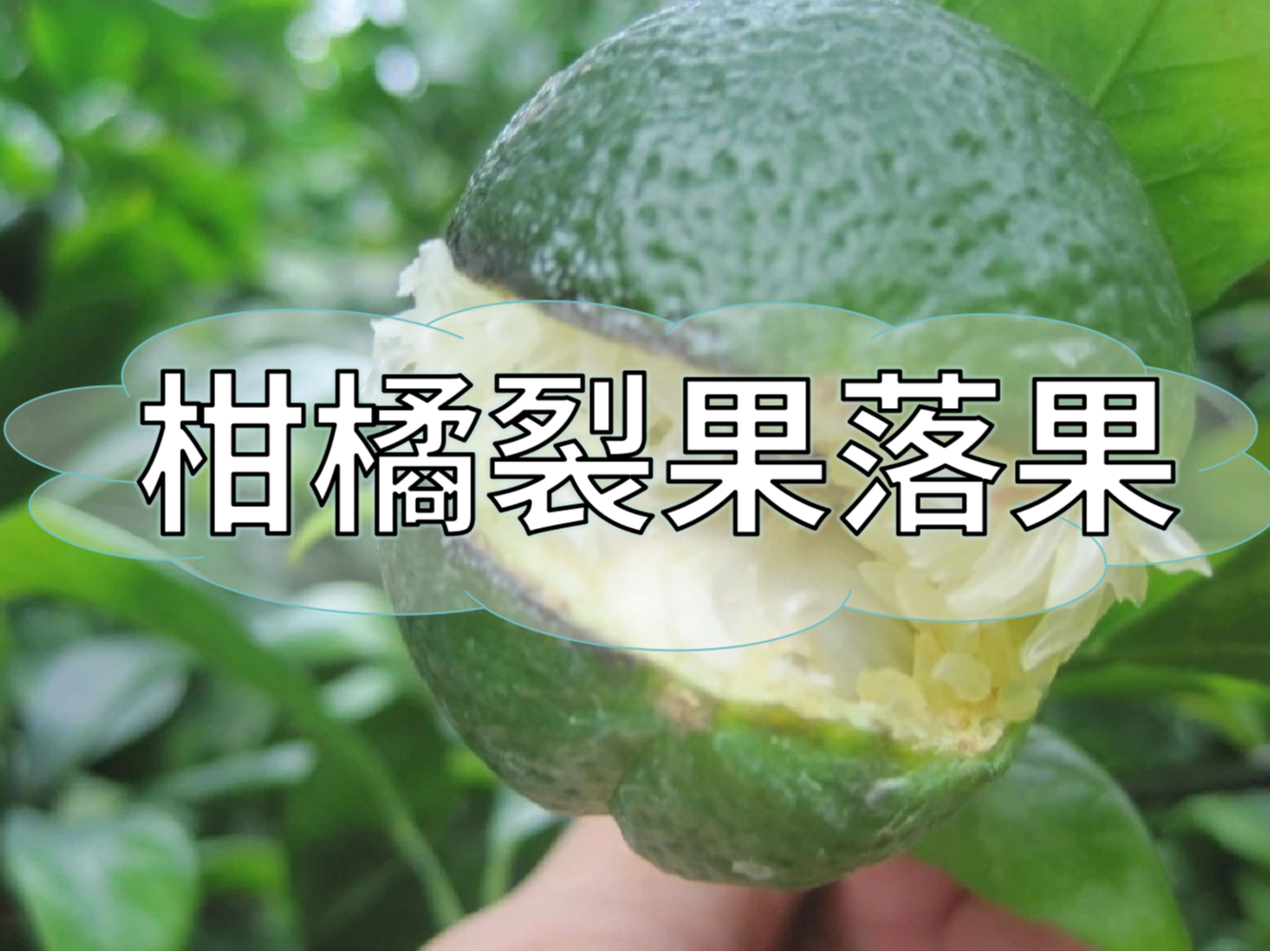 柑橘膨果提質(zhì)期，防裂果防落果秘籍先收好