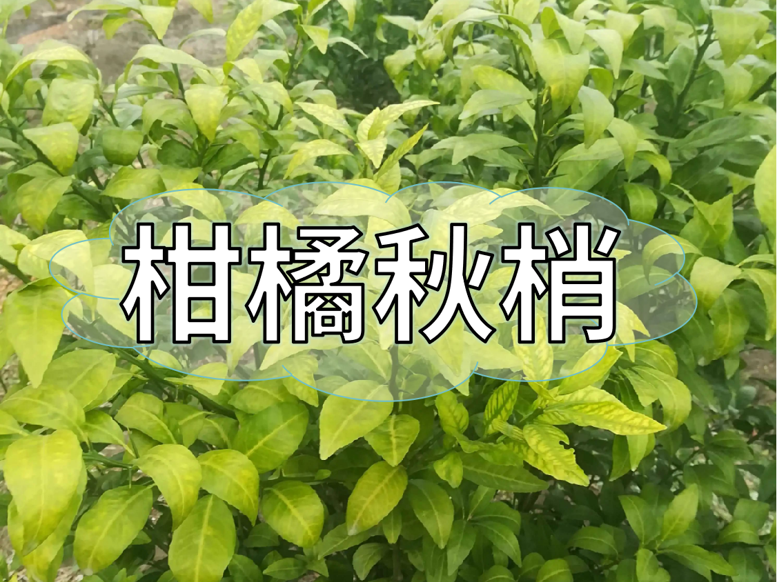 <i style='color:red'>柑橘秋梢</i>健壯老熟快，簡(jiǎn)單有效的操作方法