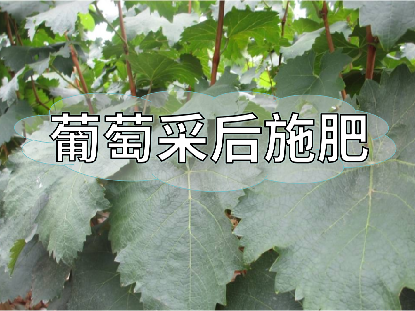 高產(chǎn)葡萄園采后如何施肥？
