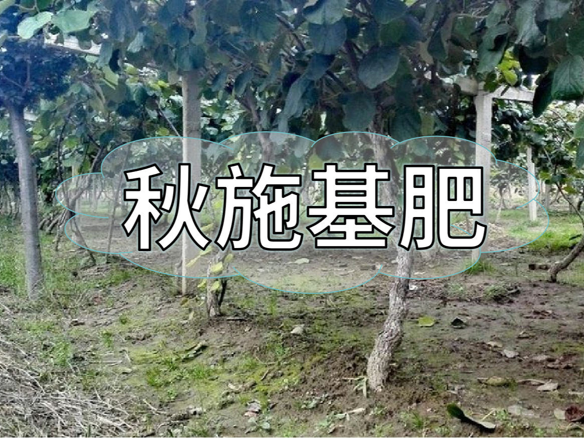 果樹(shù)秋肥要補好更要補對！秋肥方案全附上