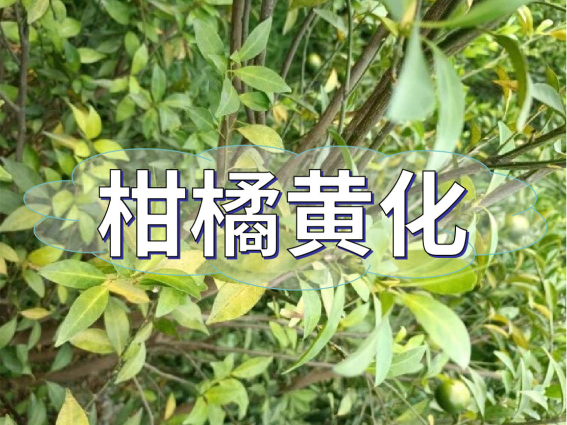柑橘秋黃嚴重，秋梢難老熟，怎么解決？