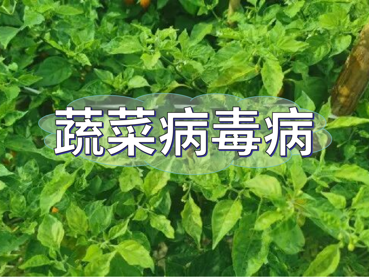 蔬菜病毒病大爆發(fā)，如何將危害降到最低