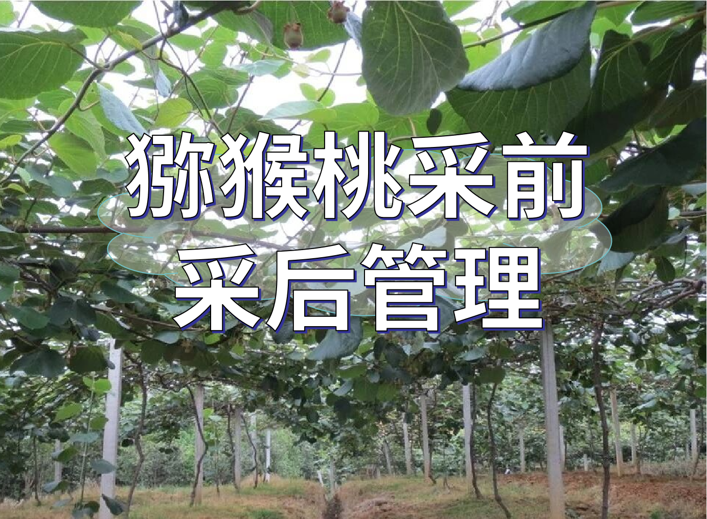 獼猴桃采前提高品質(zhì)、采后恢復管理方案