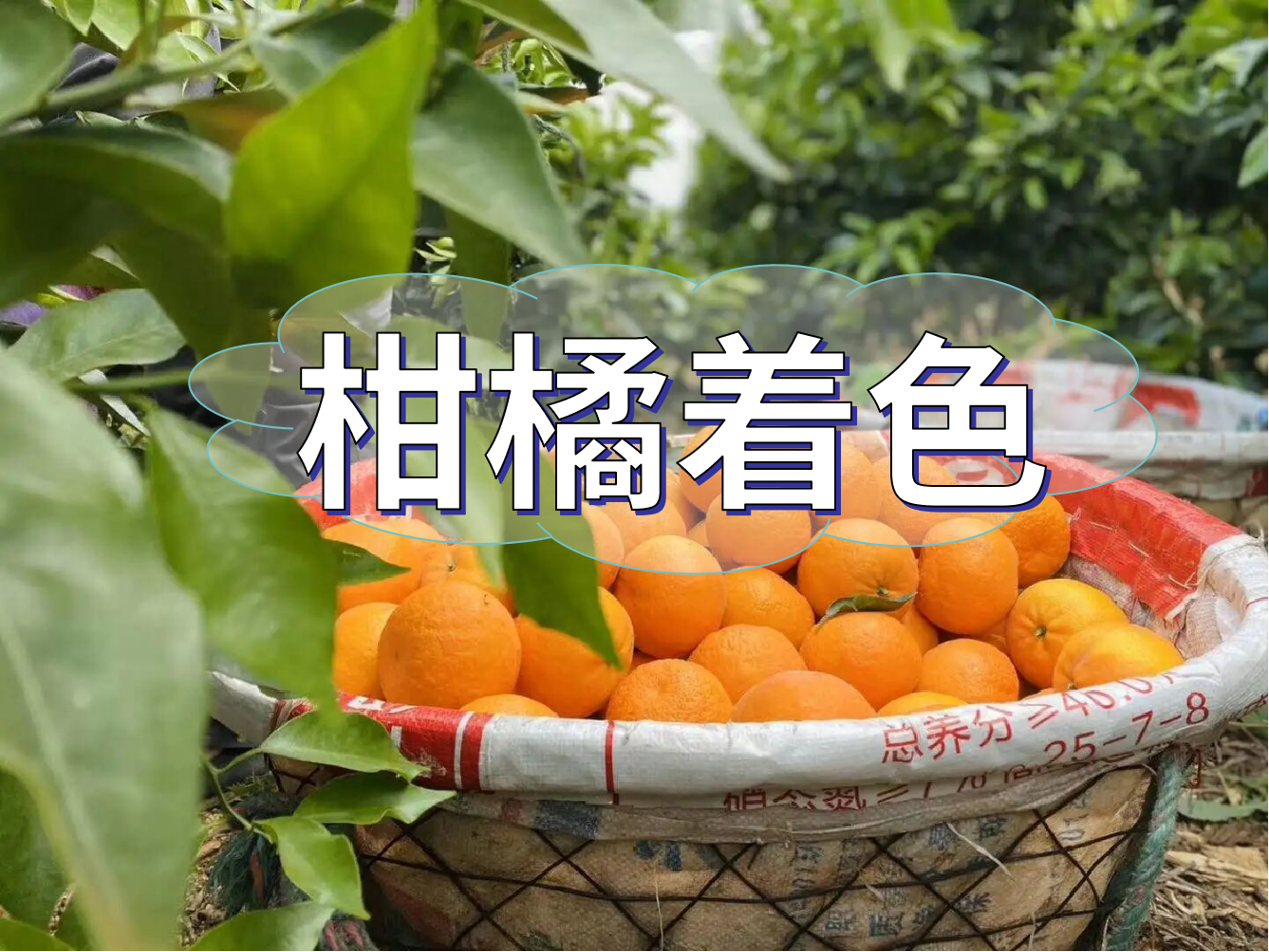 柑橘膨大轉色增甜這樣管，成熟快上市早