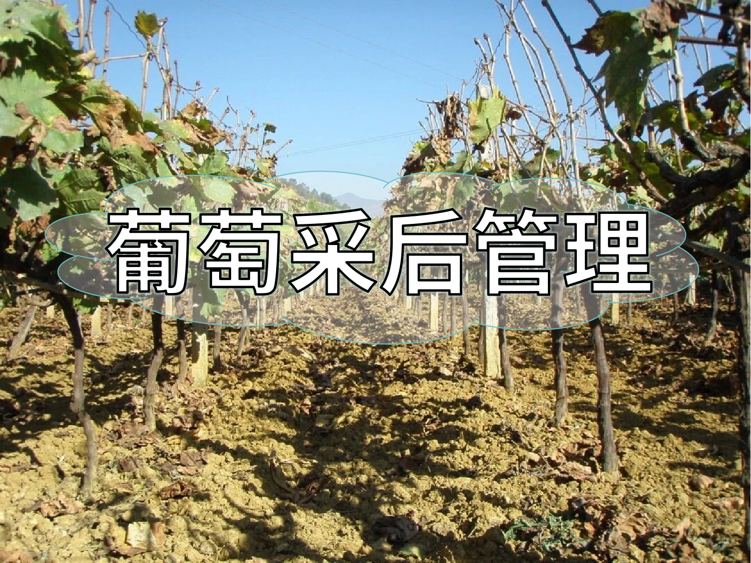葡萄采摘忙，采后管理得跟上