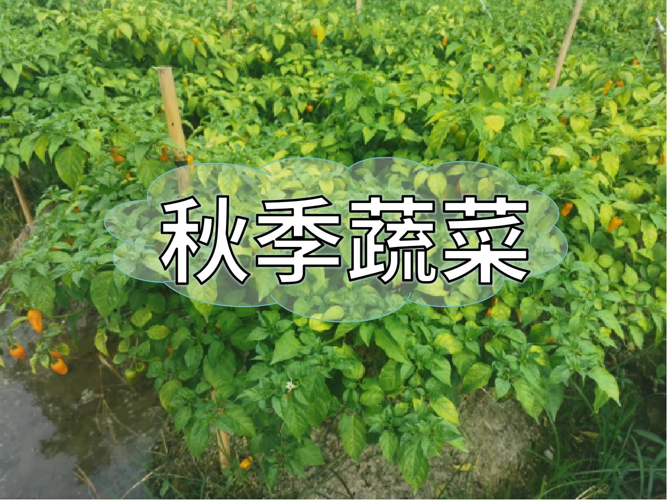 秋種蔬菜，如何提高成活率提高產(chǎn)量
