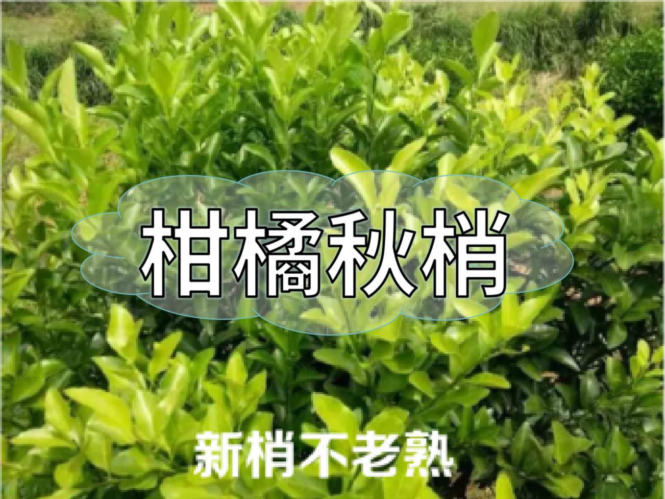 柑橘新梢剛抽出就發(fā)黃，不轉綠，怎么辦？
