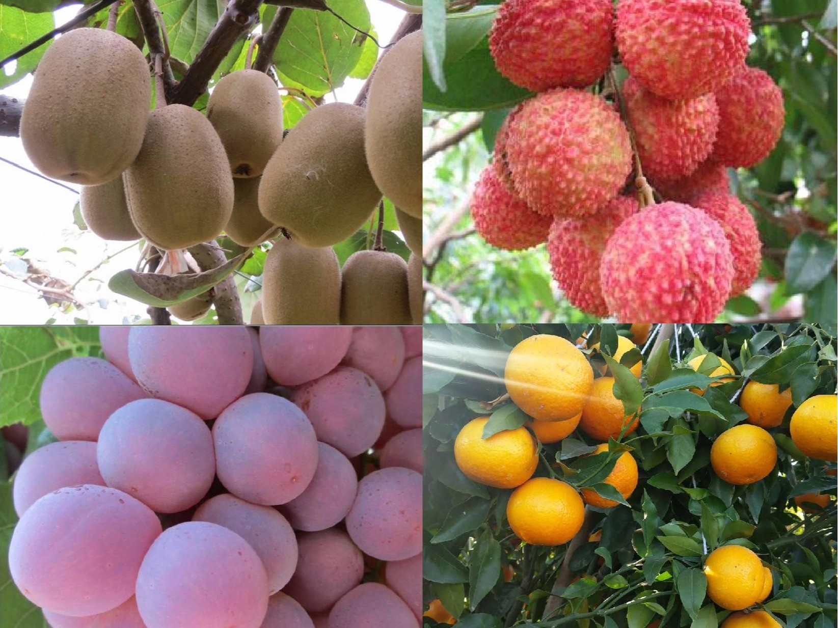 果樹(shù)補鈣全攻略：告別裂果爛果，種出優(yōu)質(zhì)好果